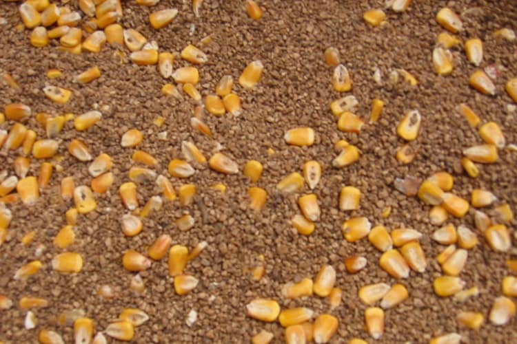 Kukurydza i nasiona dla bioenergii - renewable-energy-7.jpg