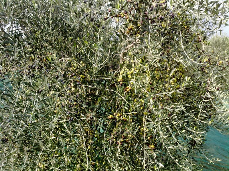 Olive tree plant with olives in Peretti farmhouse, oil production.