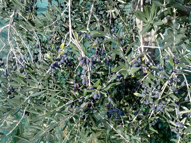 olive trees with olives for oil