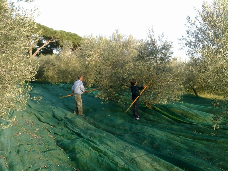 Area where they harvest olives to produce Peretti oil