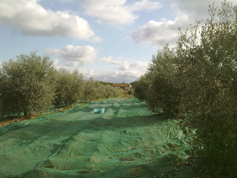 Olive harvest at Peretti Farm, among olive trees and green nets.