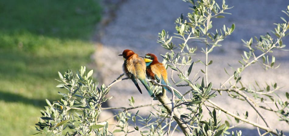 Garten mit zwei Bauernhofvögeln